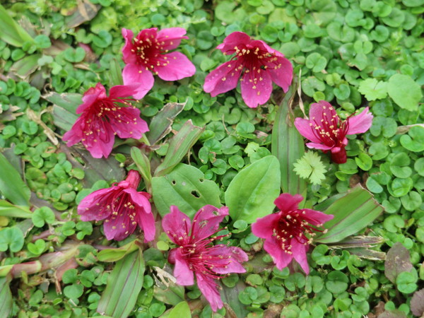 中正紀念堂：【台北旅遊】中正紀念堂漫遊/梅花/櫻花/杜鵑花/森林芬多精一次滿足