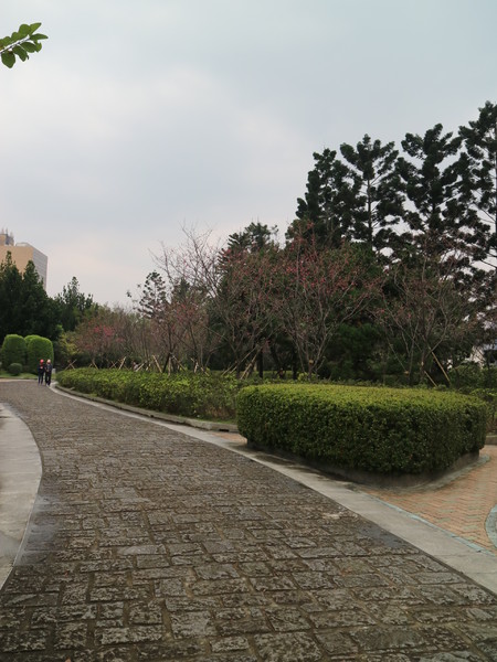 中正紀念堂：【台北旅遊】中正紀念堂漫遊/梅花/櫻花/杜鵑花/森林芬多精一次滿足