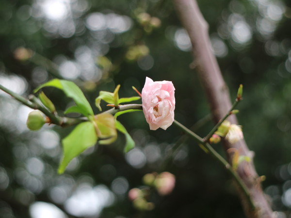 中正紀念堂：【台北旅遊】中正紀念堂漫遊/梅花/櫻花/杜鵑花/森林芬多精一次滿足