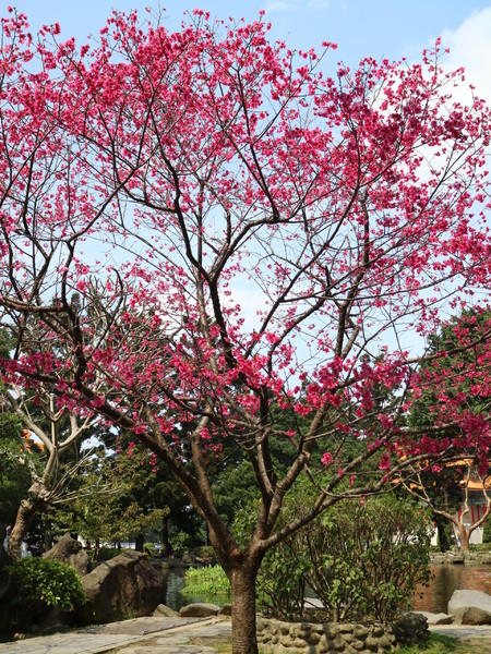 中正紀念堂：【櫻花趣】2016年3月初賞櫻花