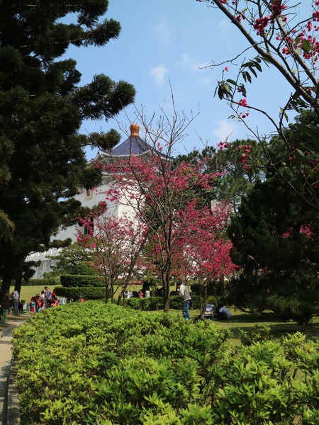 中正紀念堂：【櫻花趣】2016年3月初賞櫻花