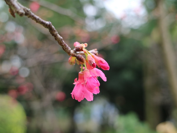 中正紀念堂：【台北旅遊】中正紀念堂漫遊/梅花/櫻花/杜鵑花/森林芬多精一次滿足