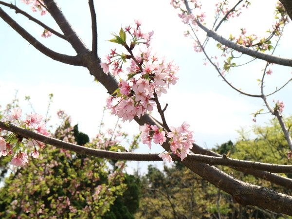 中正紀念堂：【櫻花趣】2016年3月初賞櫻花