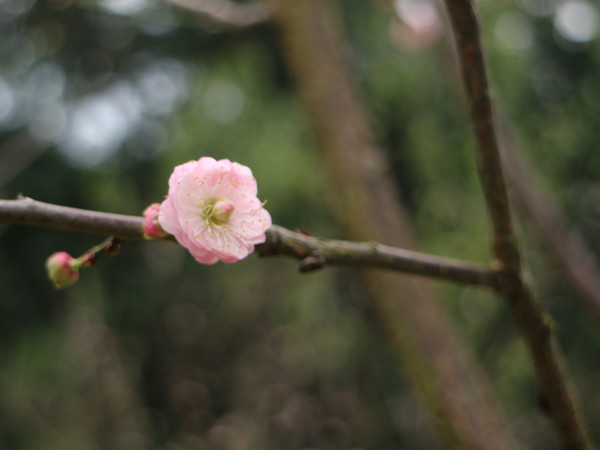 中正紀念堂：【台北旅遊】中正紀念堂漫遊/梅花/櫻花/杜鵑花/森林芬多精一次滿足