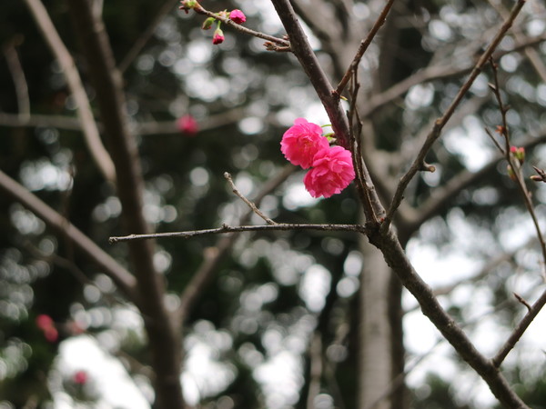 中正紀念堂：【台北旅遊】中正紀念堂漫遊/梅花/櫻花/杜鵑花/森林芬多精一次滿足
