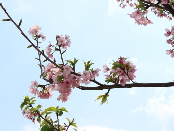 中正紀念堂：【櫻花趣】2016年3月初賞櫻花