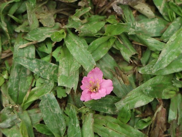 中正紀念堂：【台北旅遊】中正紀念堂漫遊/梅花/櫻花/杜鵑花/森林芬多精一次滿足