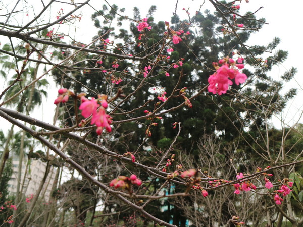 中正紀念堂：【台北旅遊】中正紀念堂漫遊/梅花/櫻花/杜鵑花/森林芬多精一次滿足