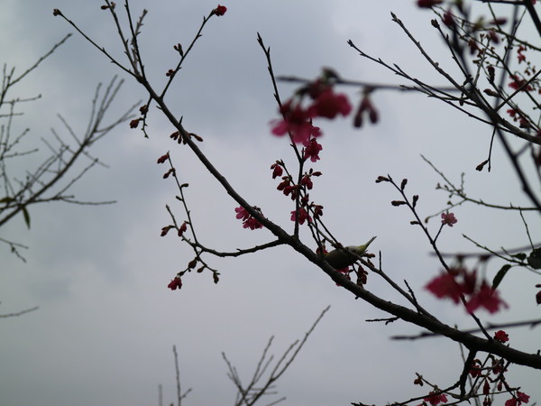 中正紀念堂：【台北旅遊】中正紀念堂漫遊/梅花/櫻花/杜鵑花/森林芬多精一次滿足