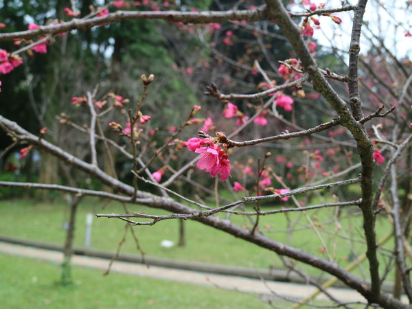 中正紀念堂：【台北旅遊】中正紀念堂漫遊/梅花/櫻花/杜鵑花/森林芬多精一次滿足