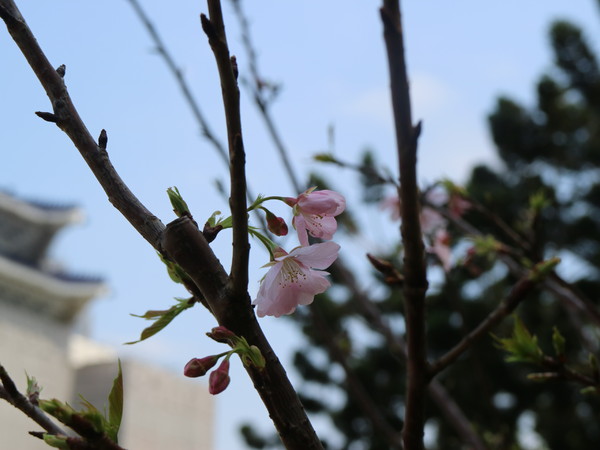 中正紀念堂：【櫻花趣】2016年3月初賞櫻花
