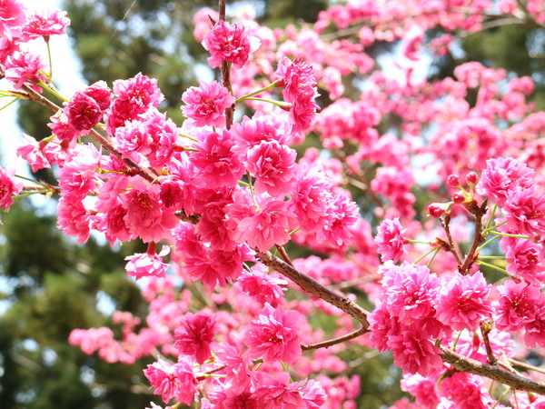 中正紀念堂：【櫻花趣】2016年3月初賞櫻花