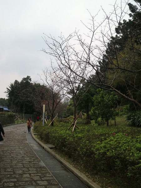 中正紀念堂：【台北旅遊】中正紀念堂漫遊/梅花/櫻花/杜鵑花/森林芬多精一次滿足