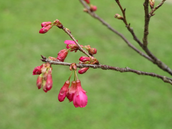 中正紀念堂：【台北旅遊】中正紀念堂漫遊/梅花/櫻花/杜鵑花/森林芬多精一次滿足