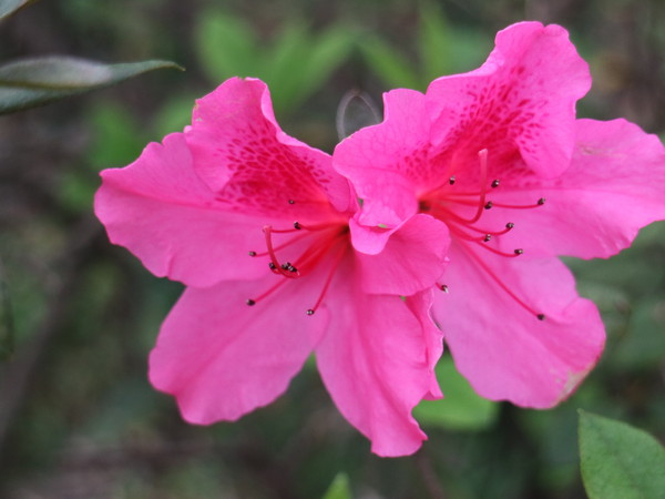 中正紀念堂：【台北旅遊】中正紀念堂漫遊/梅花/櫻花/杜鵑花/森林芬多精一次滿足
