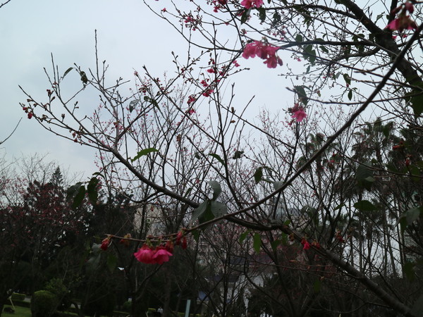 中正紀念堂：【台北旅遊】中正紀念堂漫遊/梅花/櫻花/杜鵑花/森林芬多精一次滿足