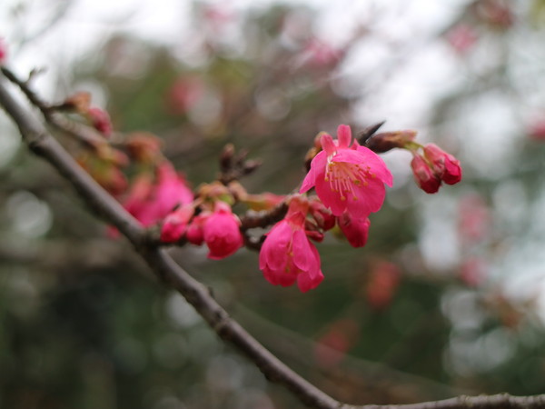 中正紀念堂：【台北旅遊】中正紀念堂漫遊/梅花/櫻花/杜鵑花/森林芬多精一次滿足