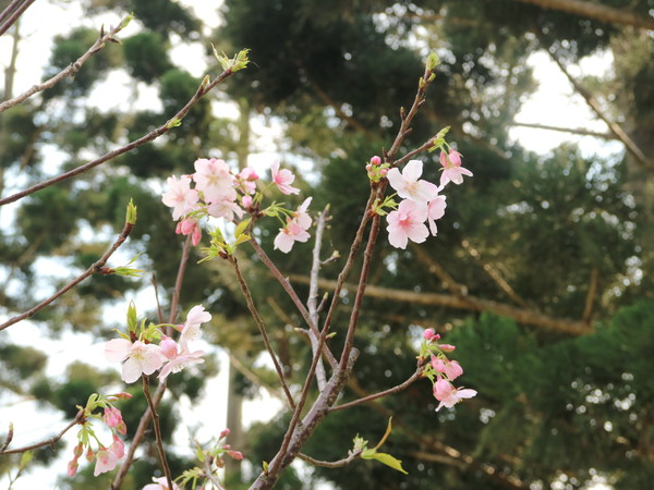 中正紀念堂：【櫻花趣】2016年3月初賞櫻花