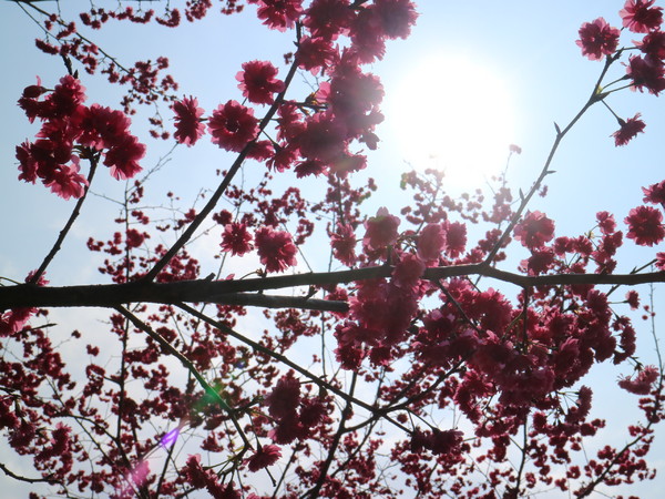 中正紀念堂：【櫻花趣】2016年3月初賞櫻花