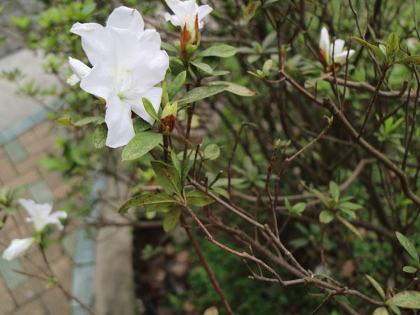中正紀念堂：【台北旅遊】中正紀念堂漫遊/梅花/櫻花/杜鵑花/森林芬多精一次滿足