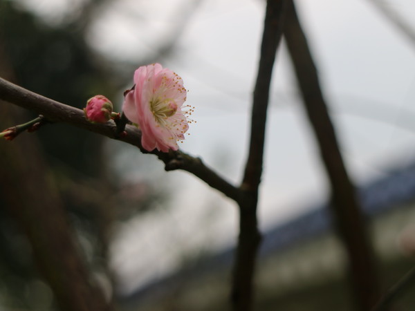 中正紀念堂：【台北旅遊】中正紀念堂漫遊/梅花/櫻花/杜鵑花/森林芬多精一次滿足