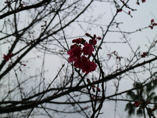 中正紀念堂：【台北旅遊】中正紀念堂漫遊/梅花/櫻花/杜鵑花/森林芬多精一次滿足