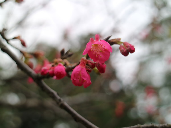 中正紀念堂：【台北旅遊】中正紀念堂漫遊/梅花/櫻花/杜鵑花/森林芬多精一次滿足