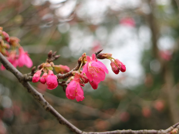中正紀念堂：【台北旅遊】中正紀念堂漫遊/梅花/櫻花/杜鵑花/森林芬多精一次滿足