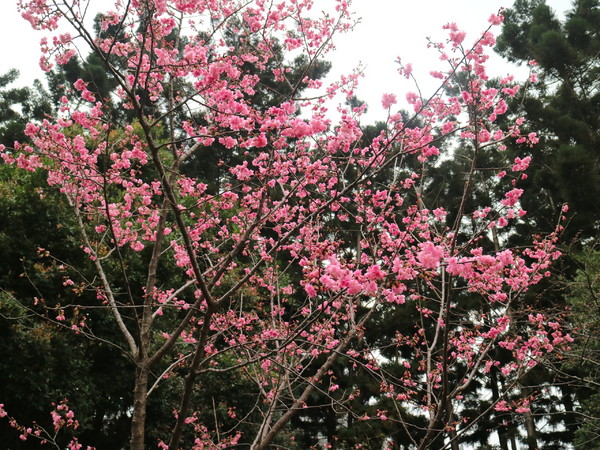 中正紀念堂：【台北旅遊】中正紀念堂漫遊/梅花/櫻花/杜鵑花/森林芬多精一次滿足