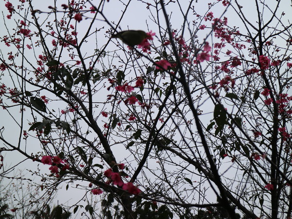 中正紀念堂：【台北旅遊】中正紀念堂漫遊/梅花/櫻花/杜鵑花/森林芬多精一次滿足