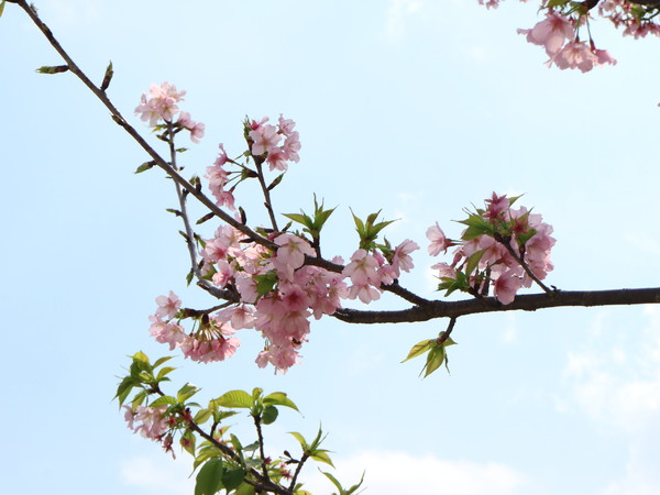 中正紀念堂：【櫻花趣】2016年3月初賞櫻花