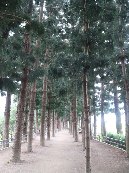 中正紀念堂：【台北旅遊】中正紀念堂漫遊/梅花/櫻花/杜鵑花/森林芬多精一次滿足