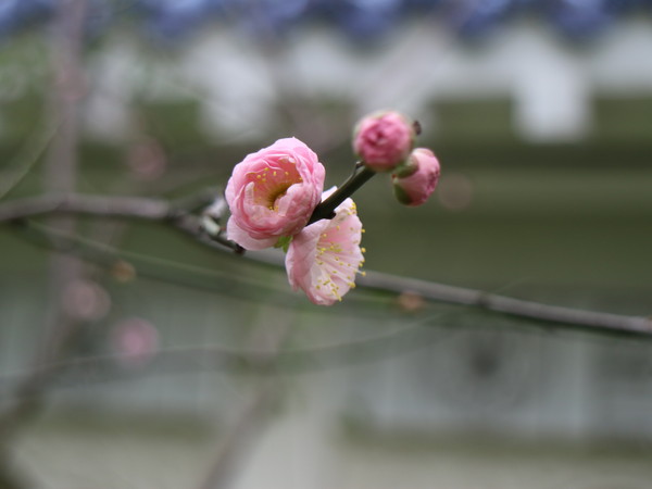 中正紀念堂：【台北旅遊】中正紀念堂漫遊/梅花/櫻花/杜鵑花/森林芬多精一次滿足