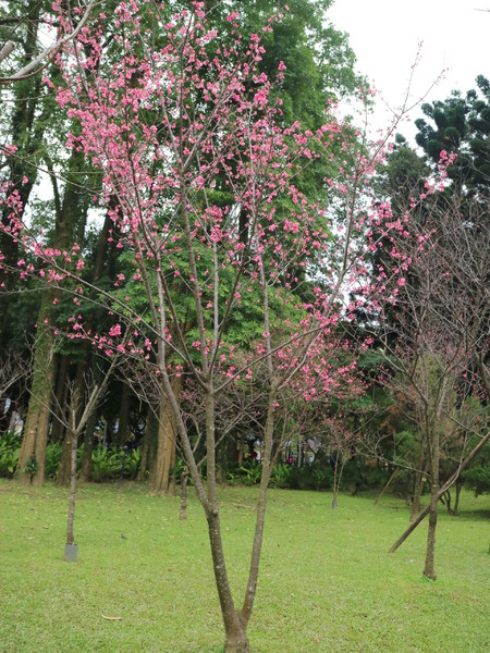 中正紀念堂：【台北旅遊】中正紀念堂漫遊/梅花/櫻花/杜鵑花/森林芬多精一次滿足