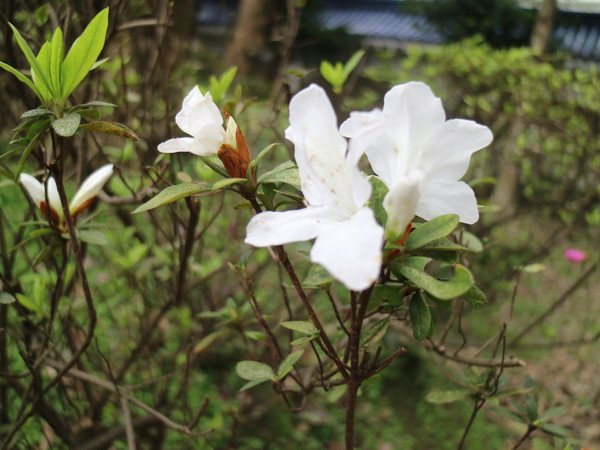 中正紀念堂：【台北旅遊】中正紀念堂漫遊/梅花/櫻花/杜鵑花/森林芬多精一次滿足
