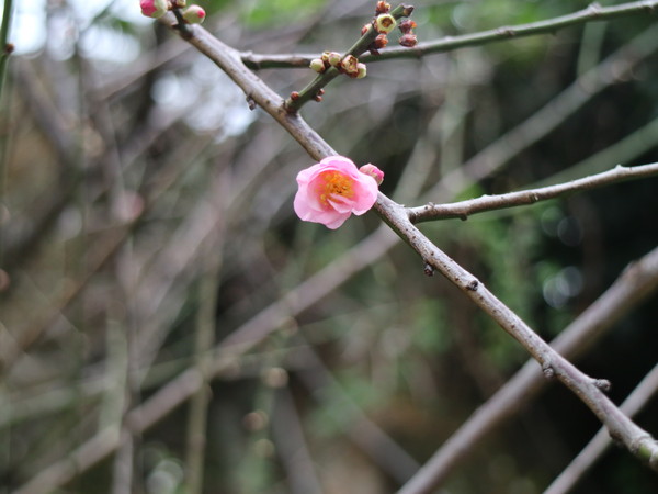 中正紀念堂：【台北旅遊】中正紀念堂漫遊/梅花/櫻花/杜鵑花/森林芬多精一次滿足