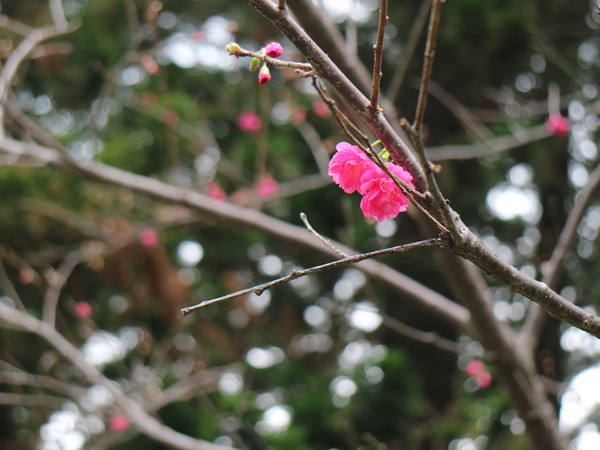 中正紀念堂：【台北旅遊】中正紀念堂漫遊/梅花/櫻花/杜鵑花/森林芬多精一次滿足