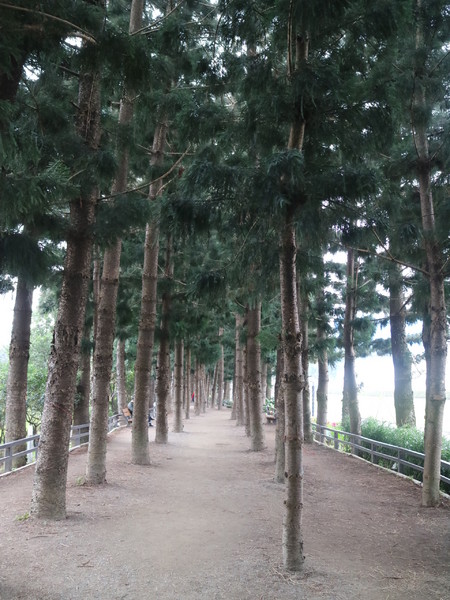 中正紀念堂：【台北旅遊】中正紀念堂漫遊/梅花/櫻花/杜鵑花/森林芬多精一次滿足