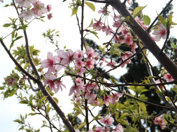 中正紀念堂：【櫻花趣】2016年3月初賞櫻花