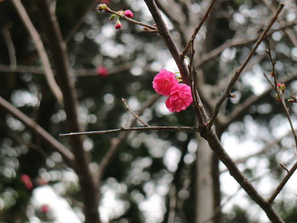 中正紀念堂：【台北旅遊】中正紀念堂漫遊/梅花/櫻花/杜鵑花/森林芬多精一次滿足