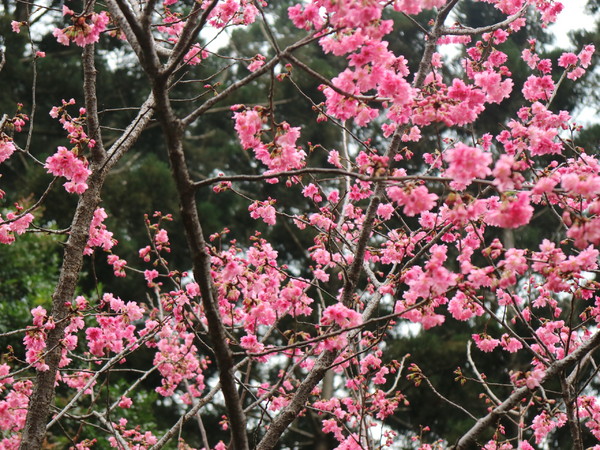 中正紀念堂：【台北旅遊】中正紀念堂漫遊/梅花/櫻花/杜鵑花/森林芬多精一次滿足
