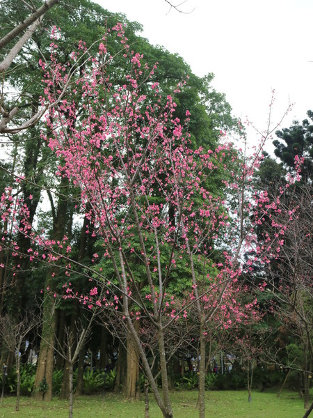 中正紀念堂：【台北旅遊】中正紀念堂漫遊/梅花/櫻花/杜鵑花/森林芬多精一次滿足