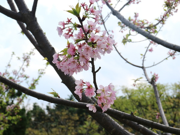中正紀念堂：【櫻花趣】2016年3月初賞櫻花