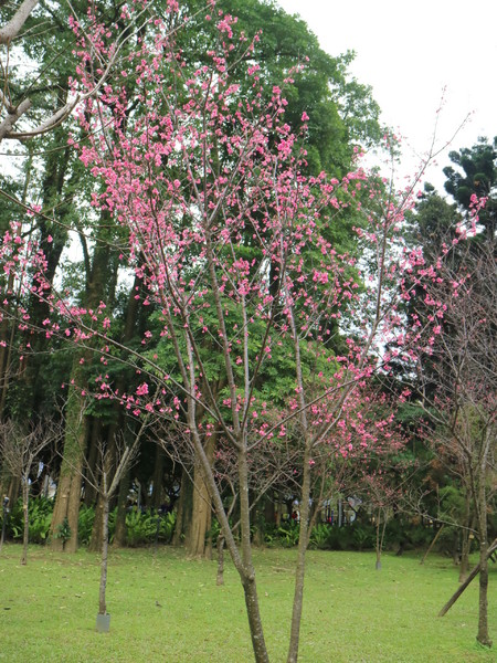 中正紀念堂：【台北旅遊】中正紀念堂漫遊/梅花/櫻花/杜鵑花/森林芬多精一次滿足