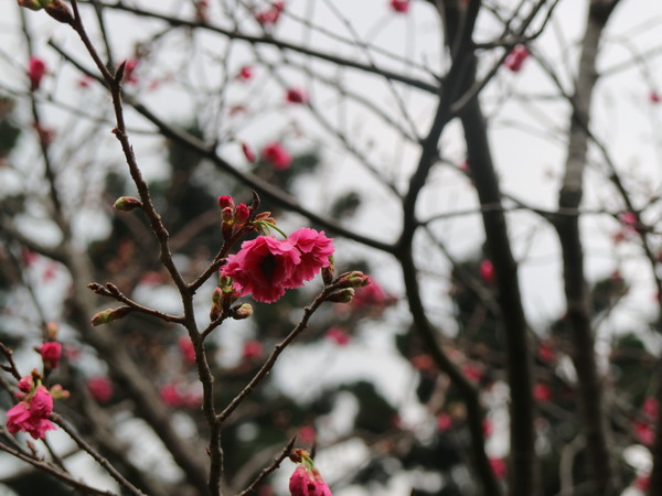中正紀念堂：【台北旅遊】中正紀念堂漫遊/梅花/櫻花/杜鵑花/森林芬多精一次滿足