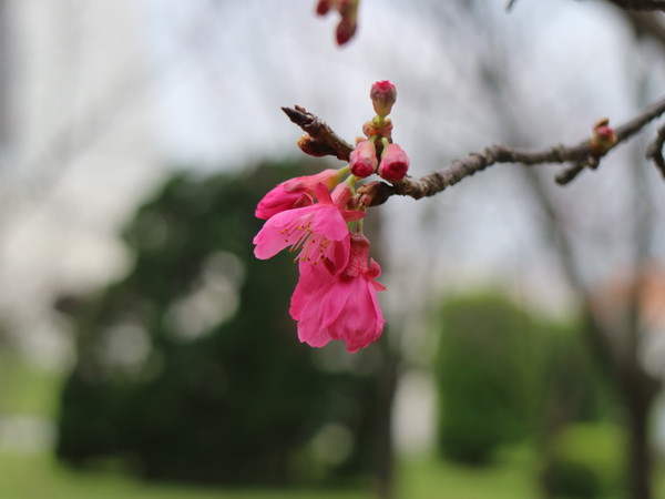 中正紀念堂：【台北旅遊】中正紀念堂漫遊/梅花/櫻花/杜鵑花/森林芬多精一次滿足