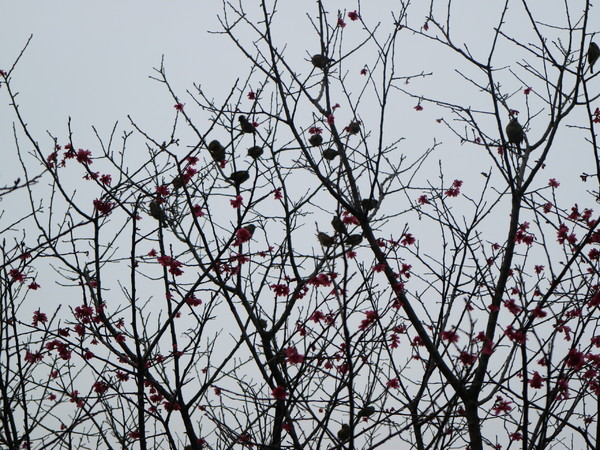 中正紀念堂：【台北旅遊】中正紀念堂漫遊/梅花/櫻花/杜鵑花/森林芬多精一次滿足