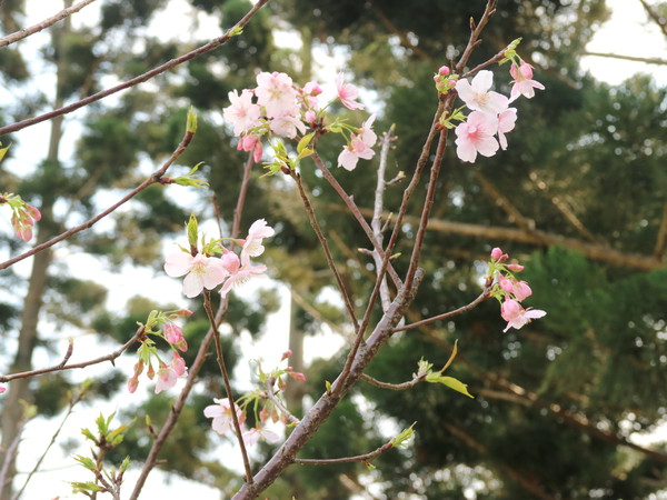 中正紀念堂：【櫻花趣】2016年3月初賞櫻花