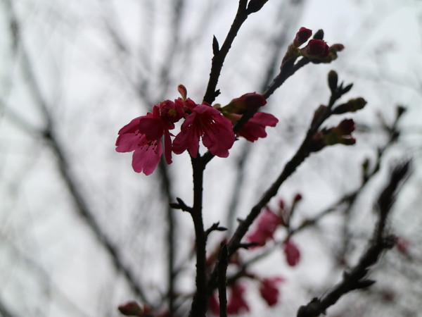 中正紀念堂：【台北旅遊】中正紀念堂漫遊/梅花/櫻花/杜鵑花/森林芬多精一次滿足