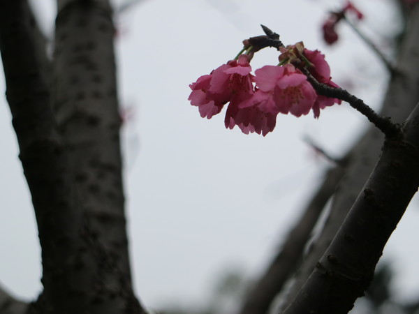 中正紀念堂：【台北旅遊】中正紀念堂漫遊/梅花/櫻花/杜鵑花/森林芬多精一次滿足